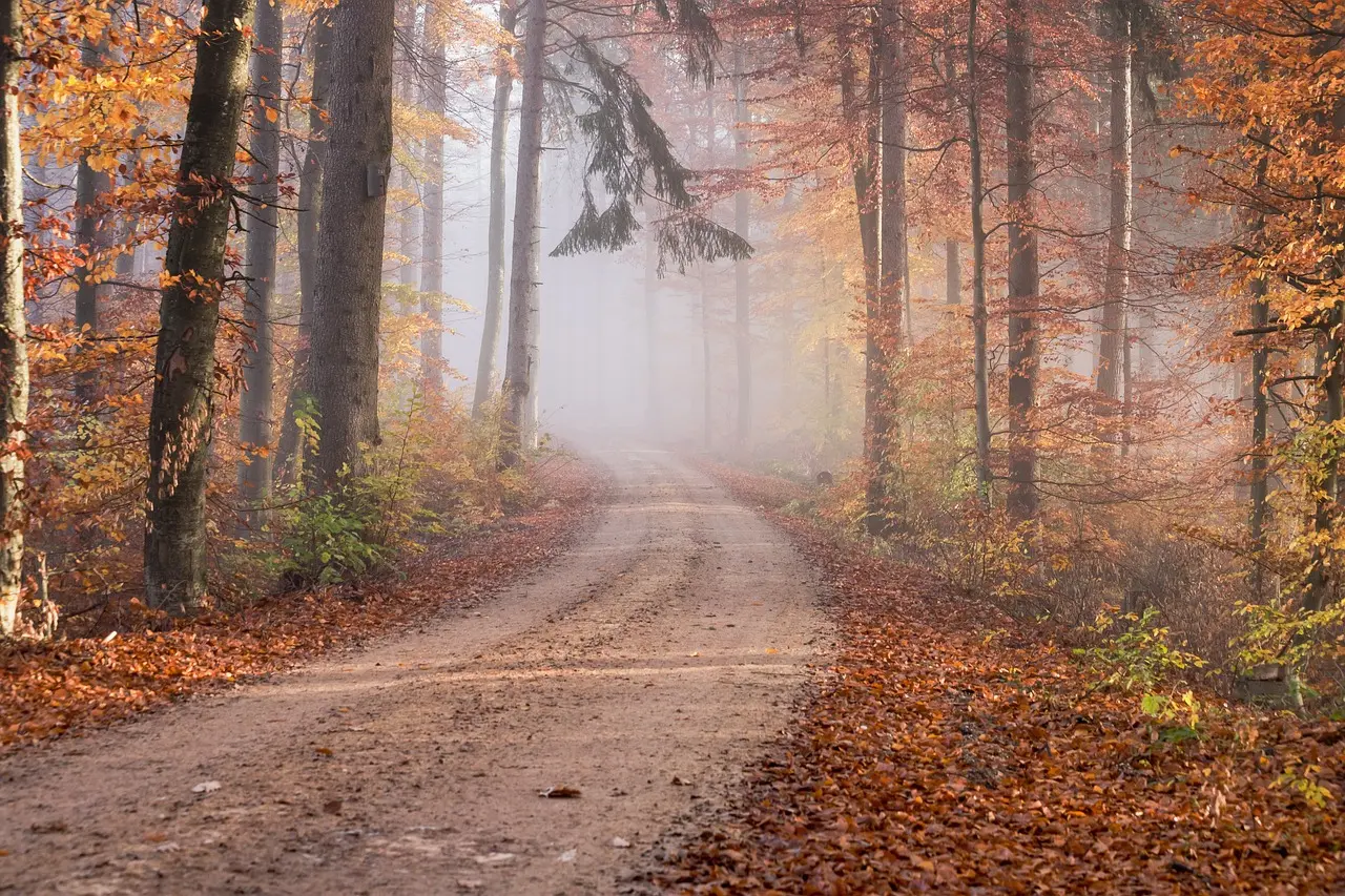 Waldweg im regionalen Forst